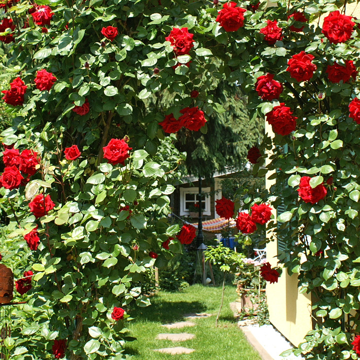 Wuchsformen – Rosenhof Odendahl