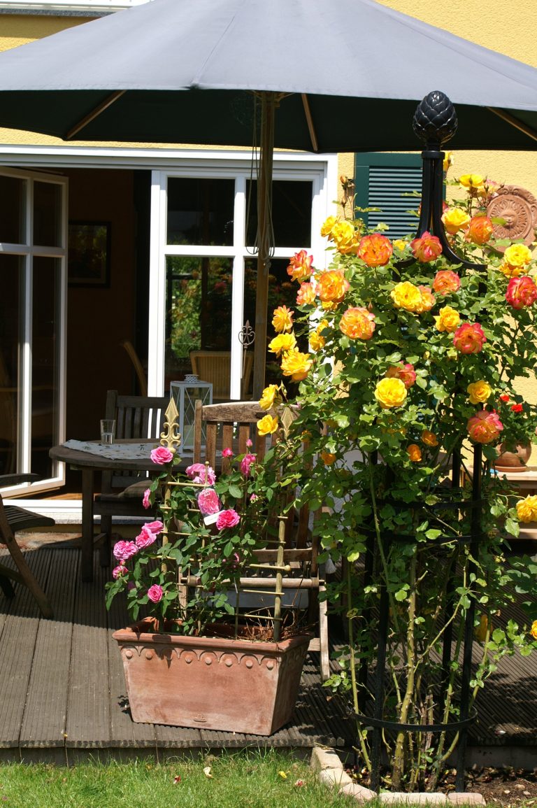 Rosenfibel Die Pflege von Rosen in Kübeln und Kästen Rosenhof Odendahl