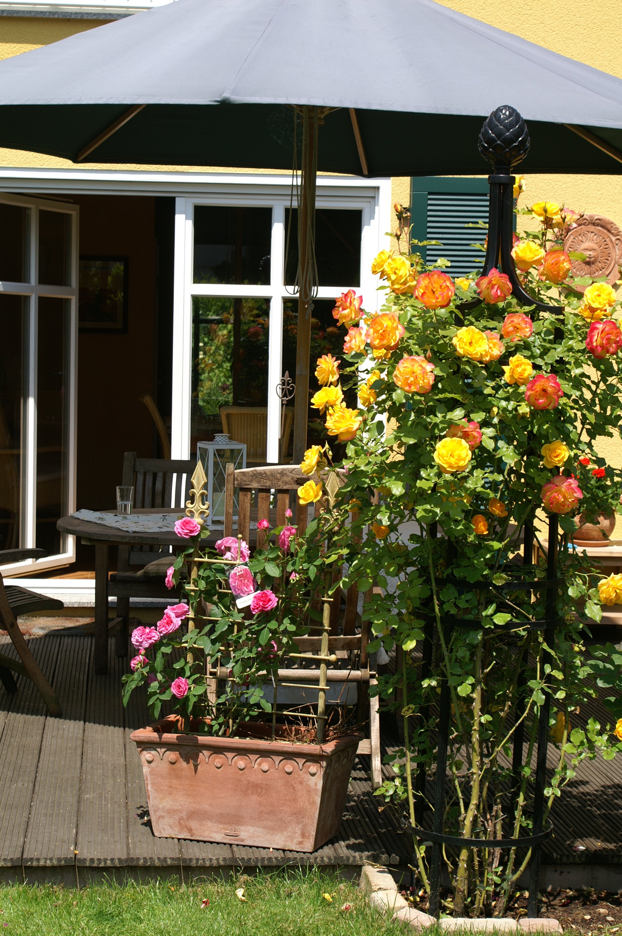 Rosenfibel: Die Pflege von Rosen in Kübeln und Kästen – Rosenhof Odendahl