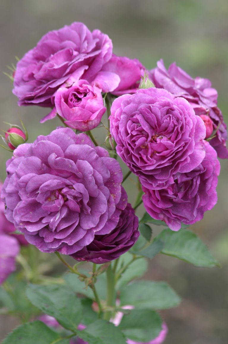 Minerva® Rosenhof Odendahl