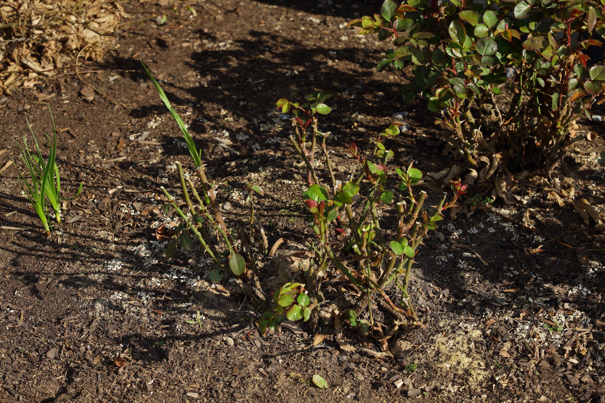 Rückschnitt – Die Rosen in Form bringen – Rosenhof Odendahl