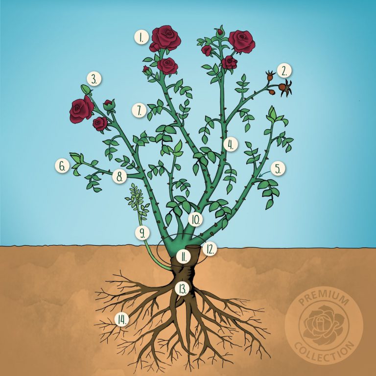 Die Rose Botanik und Aufbau Rosenhof Odendahl