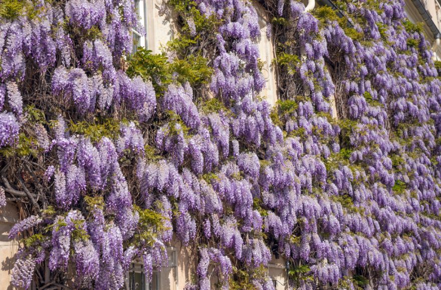 programm-wisterien