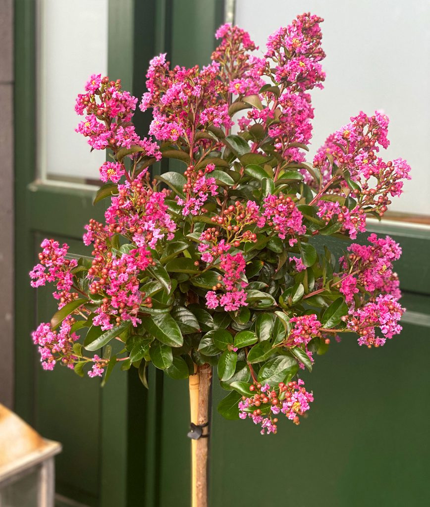 rho_lagerstroemia_wuchs