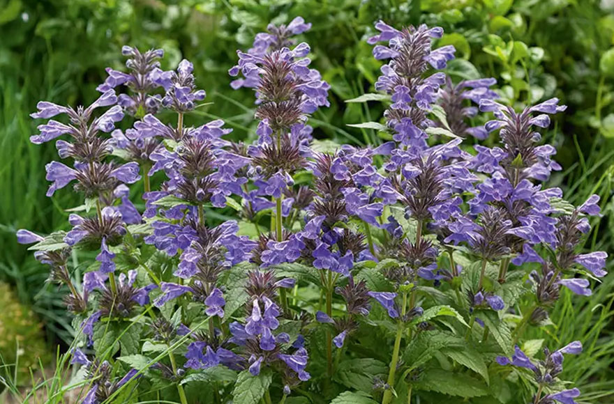 NepetaNeptune-880_580