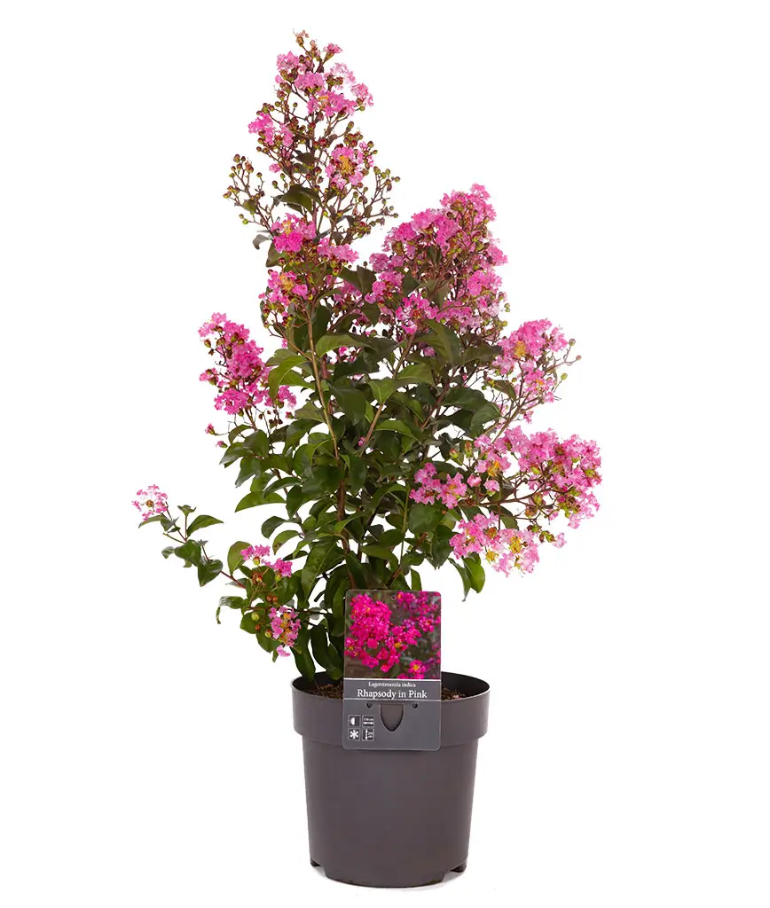 RHO_Lagerstroemia_Topf_868x1024